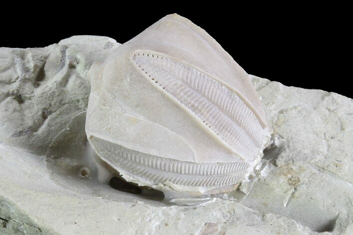 Blastoid (Pentremites) Fossil - Illinois #86465